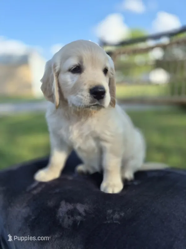 Ava --READY SEPT 26 – Golden Retriever, English Cream Golden Retriever puppy for sale in Auburn, KY