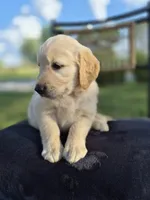 Aston --READY SEPT 26, a male Golden Retriever and English Cream Golden Retriever for sale in Auburn, KY – 2 of 9