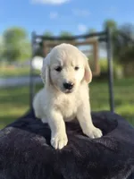 Avery --READY SEPT 26, a male Golden Retriever and English Cream Golden Retriever for sale in Auburn, KY – 4 of 8