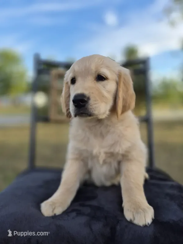 Aston --READY SEPT 26 – Golden Retriever, English Cream Golden Retriever puppy for sale in Auburn, KY