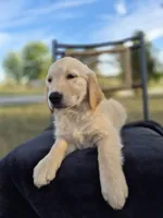 Aston , a male Golden Retriever and English Cream Golden Retriever for sale in Auburn, KY – 3 of 8