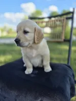 Amber --READY SEPT 26, a female Golden Retriever and English Cream Golden Retriever for sale in Auburn, KY – 3 of 9