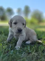 Ace --READY SEPT 26, a male Golden Retriever and English Cream Golden Retriever for sale in Auburn, KY – 6 of 10
