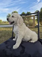 Annie, a female Golden Retriever and English Cream Golden Retriever for sale in Auburn, KY – 7 of 8