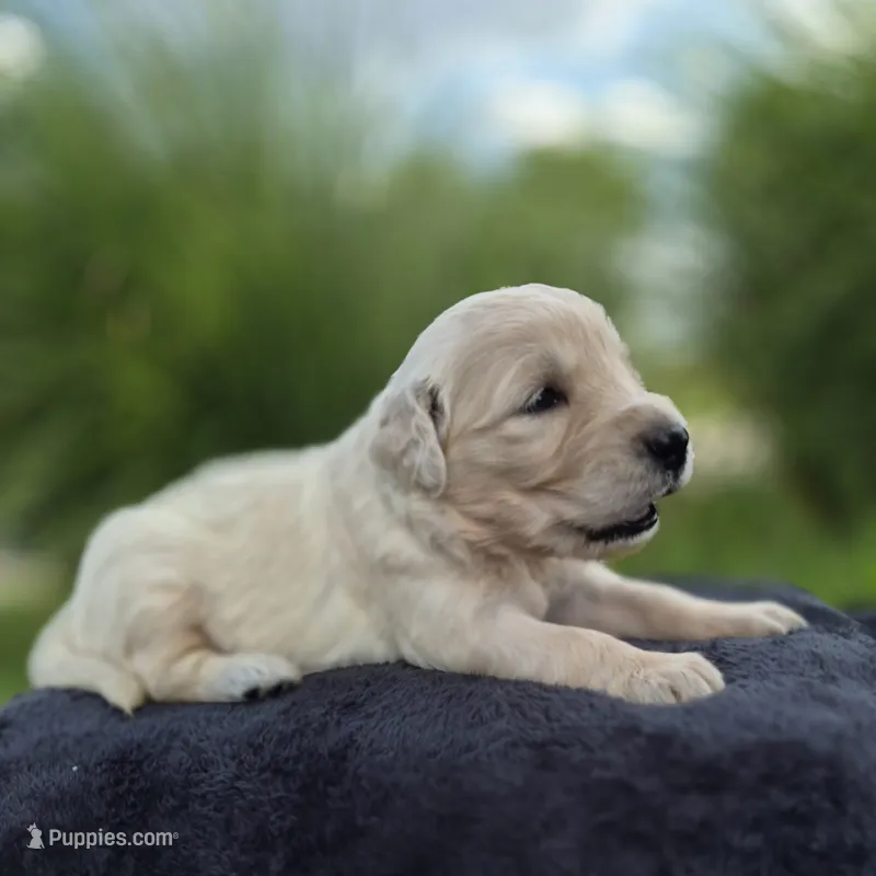 FULL AKC-- Allie --READY SEPT 26 – Golden Retriever, English Cream Golden Retriever puppy for sale in Auburn, KY