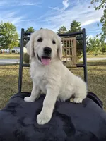 Annie, a female Golden Retriever and English Cream Golden Retriever for sale in Auburn, KY – 3 of 8