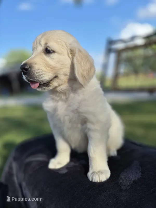 Annie --READY SEPT 26 – Golden Retriever, English Cream Golden Retriever puppy for sale in Auburn, KY