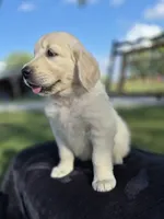 Annie --READY SEPT 26, a female Golden Retriever and English Cream Golden Retriever for sale in Auburn, KY – 1 of 6