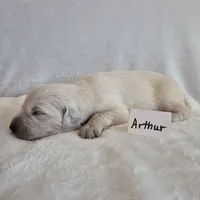FULL AKC-- Arthur --READY SEPT 26, a male Golden Retriever and English Cream Golden Retriever for sale in Auburn, KY – 4 of 9