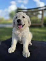 Allie --READY SEPT 26, a female Golden Retriever and English Cream Golden Retriever for sale in Auburn, KY – 4 of 8