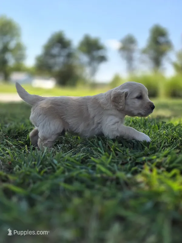 FULL AKC-- Ace --READY SEPT 26 – Golden Retriever, English Cream Golden Retriever puppy for sale in Auburn, KY