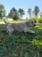 Ace --READY SEPT 26, a male Golden Retriever and English Cream Golden Retriever for sale in Auburn, KY – 1 of 10