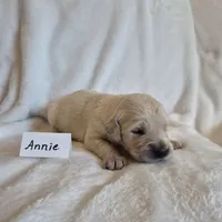 FULL AKC-- Annie --READY SEPT 26, a female Golden Retriever and English Cream Golden Retriever for sale in Auburn, KY – 3 of 3