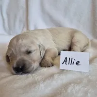 FULL AKC-- Allie --READY SEPT 26, a female Golden Retriever and English Cream Golden Retriever for sale in Auburn, KY – 5 of 6