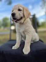 Ava, a female Golden Retriever and English Cream Golden Retriever for sale in Auburn, KY – 5 of 8