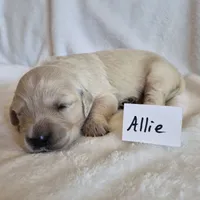 FULL AKC-- Allie --READY SEPT 26, a female Golden Retriever and English Cream Golden Retriever for sale in Auburn, KY – 3 of 6