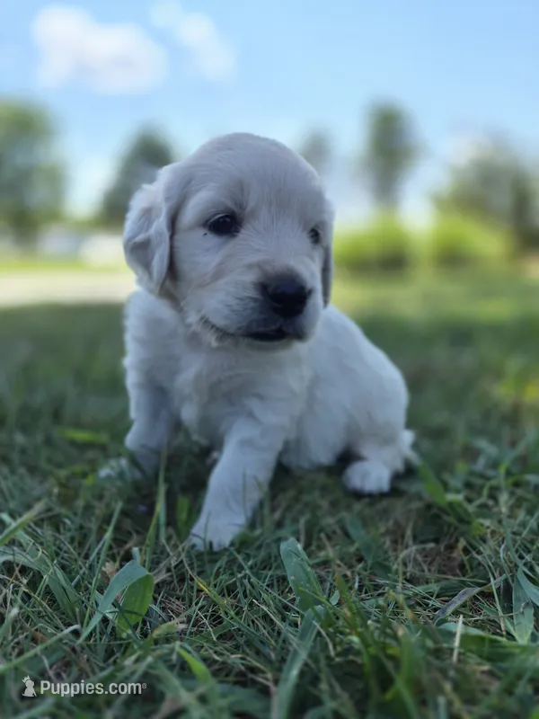 FULL AKC-- Annie --READY SEPT 26 – Golden Retriever, English Cream Golden Retriever puppy for sale in Auburn, KY