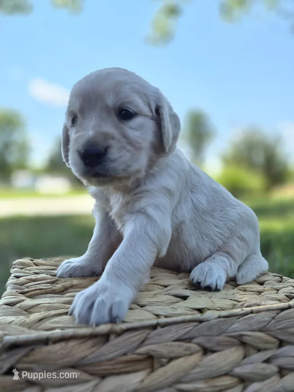 FULL AKC-- Allie --READY SEPT 26 – Golden Retriever, English Cream Golden Retriever puppy for sale in Auburn, KY