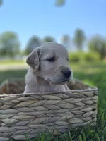 Ace --READY SEPT 26, a male Golden Retriever and English Cream Golden Retriever for sale in Auburn, KY – 5 of 10