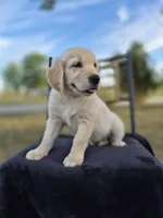 Ava, a female Golden Retriever and English Cream Golden Retriever for sale in Auburn, KY – 3 of 8