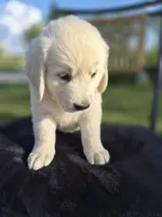 Avery --READY SEPT 26, a male Golden Retriever and English Cream Golden Retriever for sale in Auburn, KY – 3 of 8