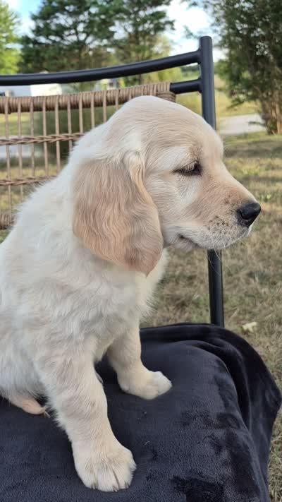 Ava, a female Golden Retriever and English Cream Golden Retriever for sale in Auburn, KY – 8 of 8