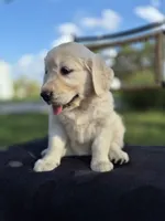 Allie --READY SEPT 26, a female Golden Retriever and English Cream Golden Retriever for sale in Auburn, KY – 7 of 8