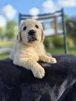 Aston --READY SEPT 26, a male Golden Retriever and English Cream Golden Retriever for sale in Auburn, KY – 3 of 9