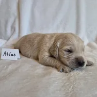 FULL AKC-- Atlas --READY SEPT 26, a male Golden Retriever and English Cream Golden Retriever for sale in Auburn, KY – 3 of 4