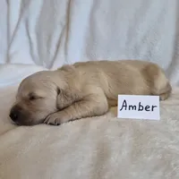 FULL AKC-- Amber --READY SEPT 26, a female Golden Retriever and English Cream Golden Retriever for sale in Auburn, KY – 3 of 4