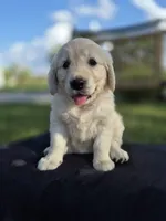 Allie --READY SEPT 26, a female Golden Retriever and English Cream Golden Retriever for sale in Auburn, KY – 6 of 8