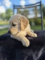 Aston --READY SEPT 26, a male Golden Retriever and English Cream Golden Retriever for sale in Auburn, KY – 7 of 9