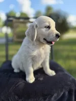Annie --READY SEPT 26, a female Golden Retriever and English Cream Golden Retriever for sale in Auburn, KY – 4 of 6