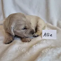 FULL AKC-- Allie --READY SEPT 26, a female Golden Retriever and English Cream Golden Retriever for sale in Auburn, KY – 6 of 6