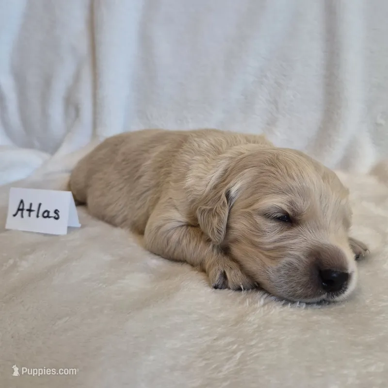 FULL AKC-- Atlas --READY SEPT 26 – Golden Retriever, English Cream Golden Retriever puppy for sale in Auburn, KY