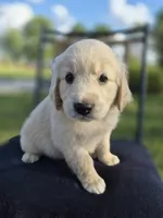 Atlas --READY SEPT 26, a male Golden Retriever and English Cream Golden Retriever for sale in Auburn, KY – 4 of 7