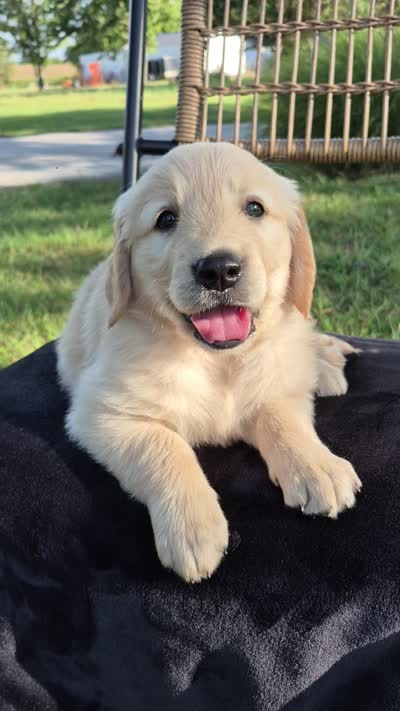 Aston --READY SEPT 26, a male Golden Retriever and English Cream Golden Retriever for sale in Auburn, KY – 9 of 9