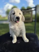 Annie --READY SEPT 26, a female Golden Retriever and English Cream Golden Retriever for sale in Auburn, KY – 5 of 6