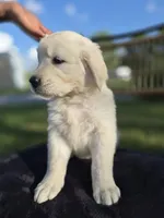 Avery --READY SEPT 26, a male Golden Retriever and English Cream Golden Retriever for sale in Auburn, KY – 2 of 8