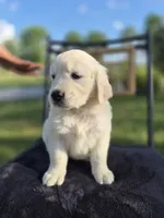 Avery --READY SEPT 26, a male Golden Retriever and English Cream Golden Retriever for sale in Auburn, KY – 6 of 8