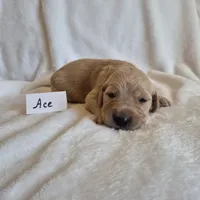 FULL AKC-- Ace --READY SEPT 26, a male Golden Retriever and English Cream Golden Retriever for sale in Auburn, KY – 8 of 8