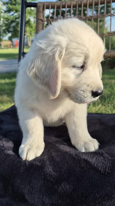 Avery --READY SEPT 26, a male Golden Retriever and English Cream Golden Retriever for sale in Auburn, KY – 8 of 8