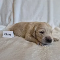 FULL AKC-- Atlas --READY SEPT 26, a male Golden Retriever and English Cream Golden Retriever for sale in Auburn, KY – 4 of 4