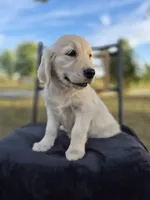 Allie, a female Golden Retriever and English Cream Golden Retriever for sale in Auburn, KY – 6 of 9