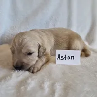 FULL AKC-- Aston --READY SEPT 26, a male Golden Retriever and English Cream Golden Retriever for sale in Auburn, KY – 3 of 4