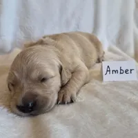 FULL AKC-- Amber --READY SEPT 26, a female Golden Retriever and English Cream Golden Retriever for sale in Auburn, KY – 4 of 4