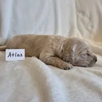 FULL AKC-- Atlas --READY SEPT 26, a male Golden Retriever and English Cream Golden Retriever for sale in Auburn, KY – 2 of 4