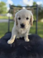 Ava --READY SEPT 26, a female Golden Retriever and English Cream Golden Retriever for sale in Auburn, KY – 2 of 9
