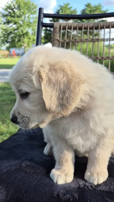 Atlas --READY SEPT 26, a male Golden Retriever and English Cream Golden Retriever for sale in Auburn, KY – 7 of 7