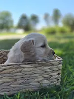 Ace --READY SEPT 26, a male Golden Retriever and English Cream Golden Retriever for sale in Auburn, KY – 2 of 10